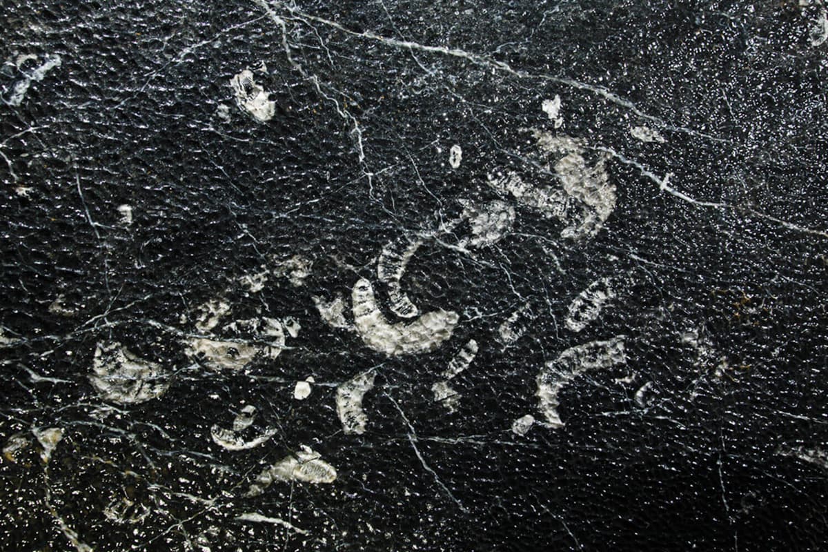 Fossil passage